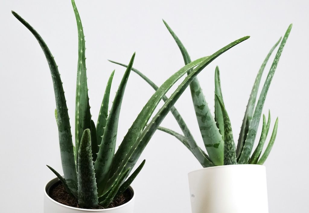 Comment faire une Bouture d'Aloe Vera ?