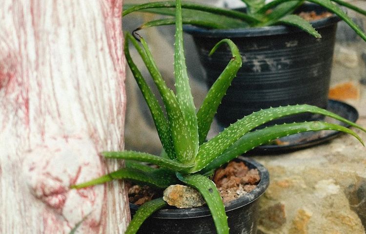 what does drinking aloe vera do Aloe Vera Drink, 50.8 oz. Bottle main image 0