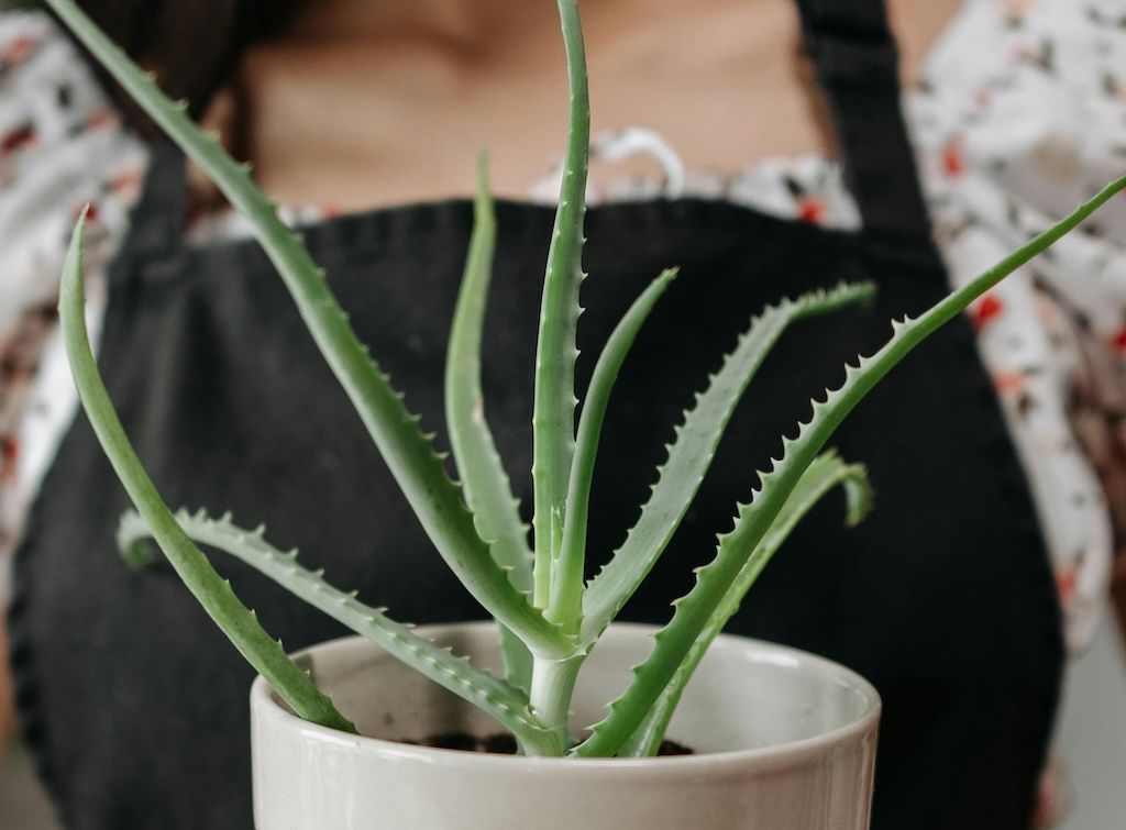 agave montana kaufen Agave parryi var. 'Montana' main image 1