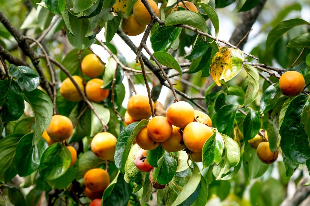 Plaqueminier Combien De Temps Pour Avoir Des Fruits